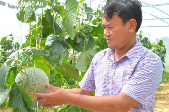 Một số hợp tác xã trên địa bàn huyện còn phát triển mô hình trồng dưa nhà lưới. Ảnh: Văn Trường