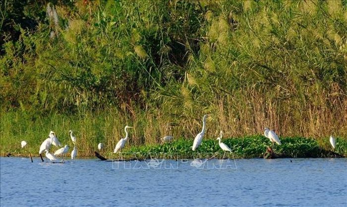 Đàn cò kiếm ăn tại gò đất nổi ven sông Hàn (phường Hòa Cường Bắc, quận Hải Châu, thành phố Đà Nẵng).