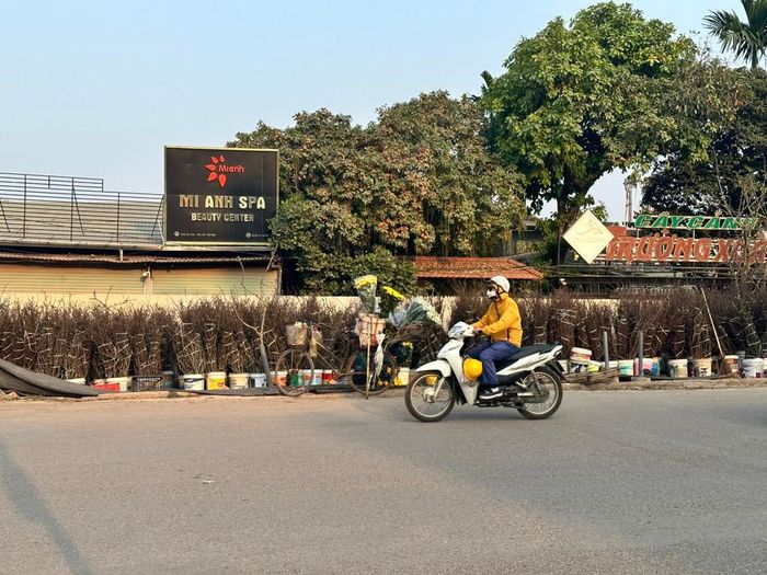 Những cành đào nhỏ dao động từ 100 - 200 nghìn đồng.