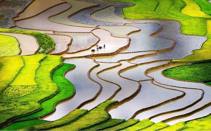 Thung lũng Tú Lệ - nơi gieo trồng giống lúa Tú Lệ thơm ngon nổi tiếng. Ảnh: yenbai.gov.vn.