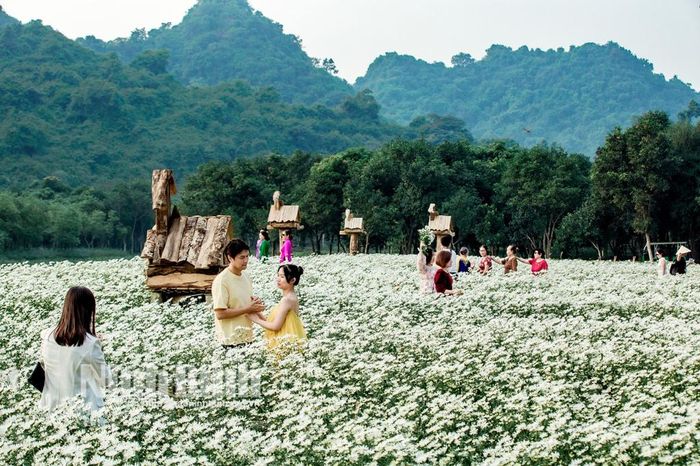 Trắng muốt cánh đồng cúc họa mi tại Thung Nham.