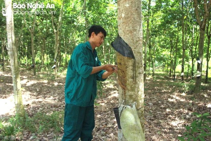  Hiện nay cao su tăng giá, người dân đã khai thác, cạo mủ trở lại. Ảnh: Văn Trường 