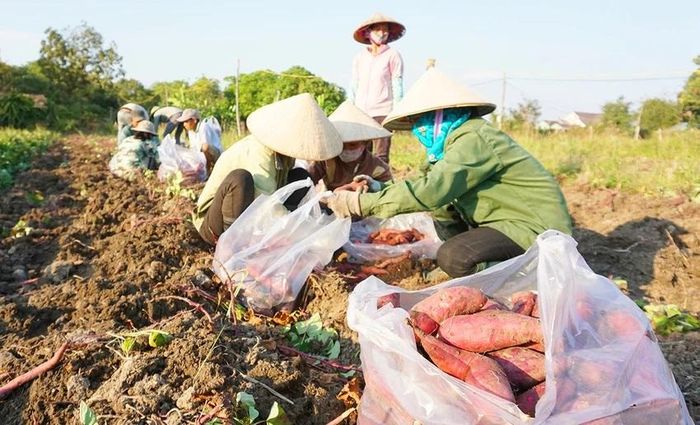 Phòng NN&amp;PTNT huyện Chư Sê kiểm tra thực tế và khẳng định không có tình trạng nông sản tồn đọng, không tiêu thụ được (Ảnh minh họa). 