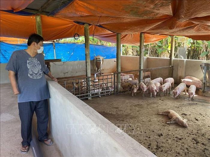 Ổ dịch tả lợn châu Phi tại thành phố Kon Tum với 147 con lợn mắc bệnh và bị tiêu hủy. Ảnh: TTXVN phát