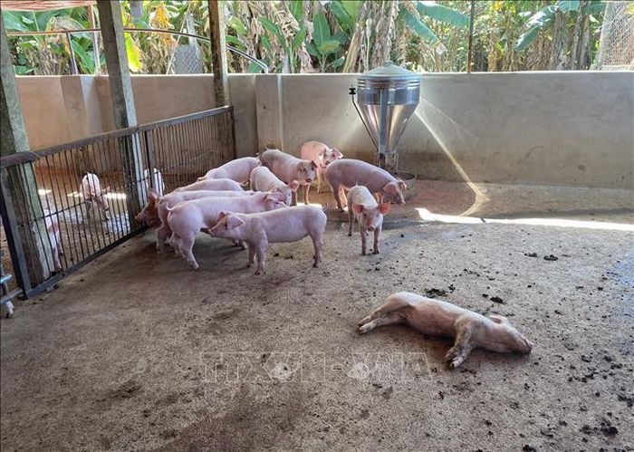 Ổ dịch tả lợn châu Phi tại thành phố Kon Tum với 147 con lợn mắc bệnh và bị tiêu hủy. Ảnh: TTXVN phát