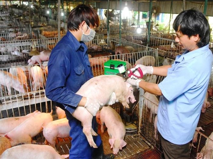 Tiêm phòng vắc xin cho đàn lợn tại Công ty TNHH Minh Hiếu, chi nhánh tại huyện Tam Nông