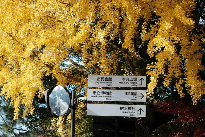 Khi đến Takaoka, du khách có thể dành thời gian tham quan chùa Zuiryuji, bức tượng Đại Phật Takaoka hay con đường Doraemon. Ảnh: Nguyễn Vân