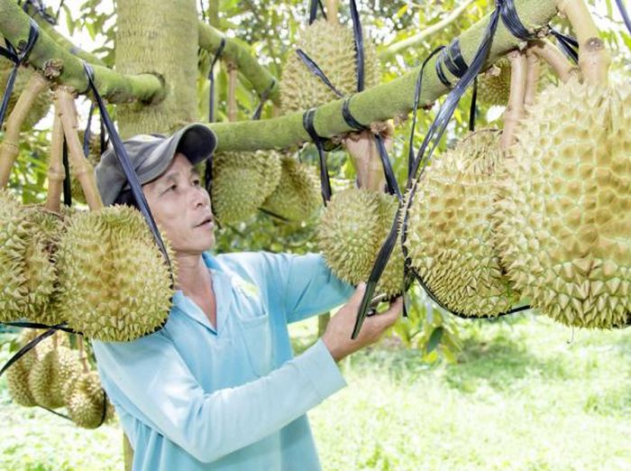 Nông dân huyện Khánh Sơn với niềm vui được mùa sầu riêng.