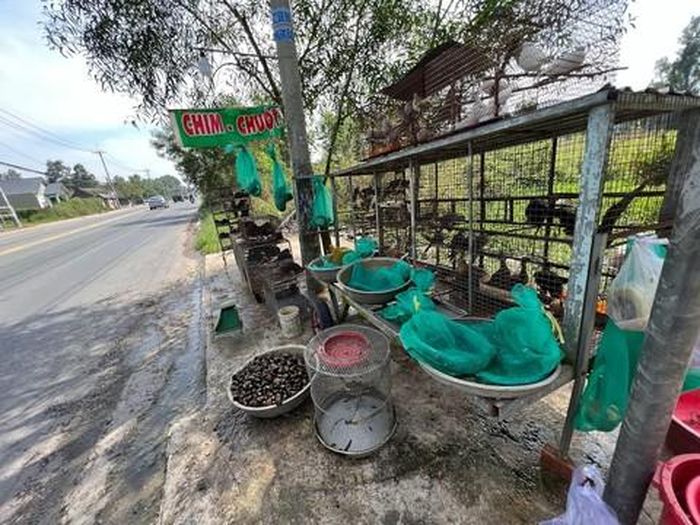 Một chỗ bán chim rừng ven Tỉnh lộ 8