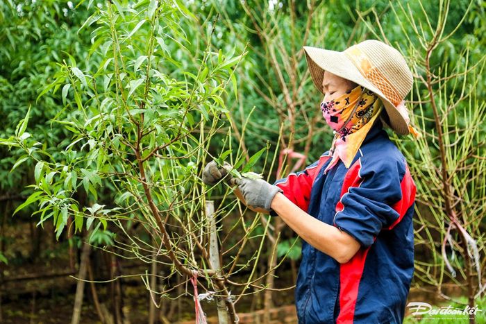 Việc tuốt lá đào được xem là công đoạn vô cùng quan trọng, cần phải tính toán kỹ lưỡng của người dân trồng đào.