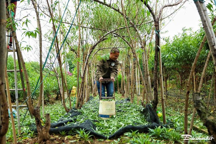 "Năm nay chúng tôi sẽ tuốt lá trước cho cây đào thế, đào cành sẽ được tuốt sau. Do số lượng nhiều, nên phải thuê nhân công làm để kịp lúc đào ra hoa đón Tết. Giá thuê khoảng 350.000 đến 400.000 đồng/ngày/người", cô Sáng chia sẻ.