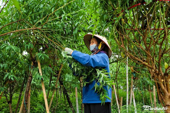 Bởi vậy, cứ đến cuối tháng 10, đầu tháng 11 âm lịch người dân tại làng đào Nhật Tân lại tất bật vào vụ tuốt lá, chuẩn bị cho công đoạn nuôi mắt, cho đào ra nụ để có thể nở đúng vào dịp Tết Nguyên đán.