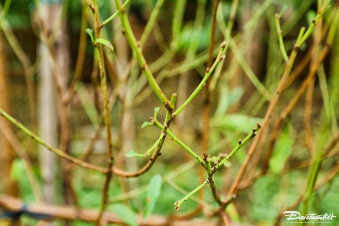 Bởi việc tuốt lá đào luôn phải được thực hiện đúng thời gian để đào có thể nở đẹp và đều đúng dịp Tết thì sẽ bán được giá cao.