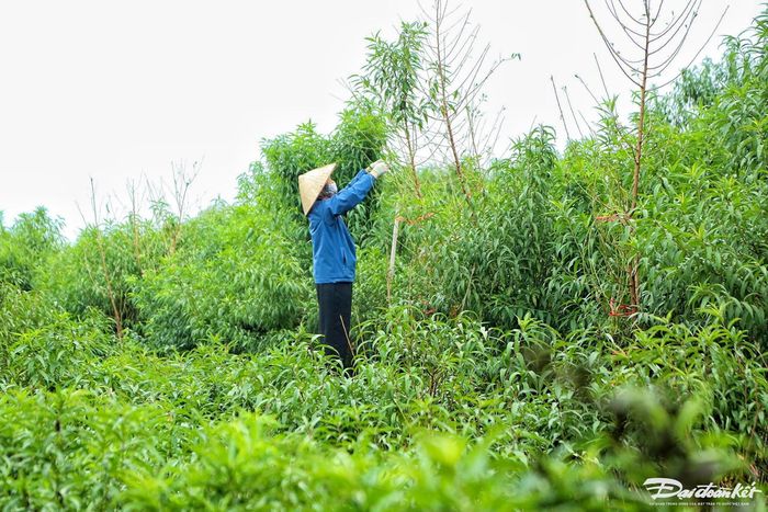 Làng Nhật Tân (quận Tây Hồ, TP Hà Nội) xưa nay nổi tiếng với nghề trồng đào. Hiện nay, diện tích trồng đào Nhật Tân là 57 ha, trong làng có khoảng 700 hộ dân với hơn 1.200 xã viên gắn bó với nghề trồng đào.