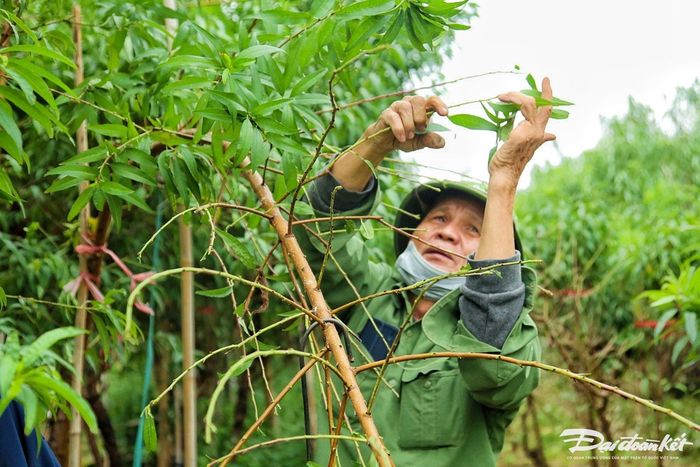 Tưởng chừng việc tuốt lá đào rất dễ , nhưng phải rất công phu vì người tuốt lá đào cần phải bảo vệ mắt hoa ở cuối nách lá. Phải vặt từng lá không được một tay tuốt lá thẳng từ đọt xuống như vậy tổn thương đến mầm hoa.