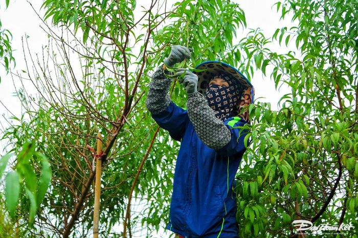 Theo cô Sáng người dân trồng đào lâu năm tại làng Nhật Tân chia sẻ, việc tuốt lá được coi là một trong những khâu quan trọng nhất, quyết định vụ mùa có mang lại lợi nhuận hay không.