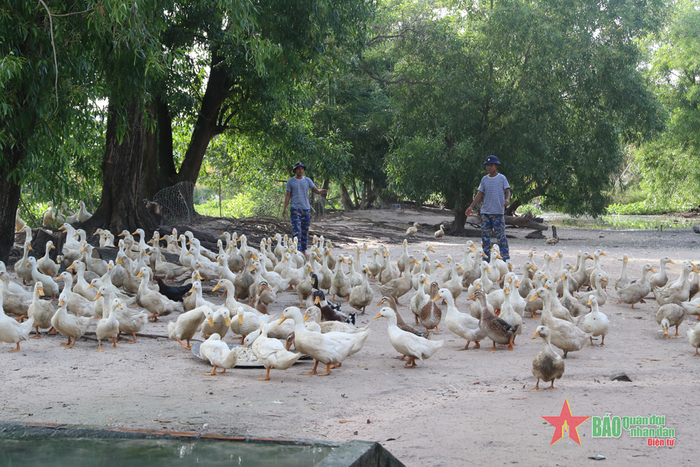 Đơn vị luôn duy trì đàn vịt, gà, lợn, bò trên 700 con, đủ đưa vào bữa ăn hằng ngày cho bộ đội.