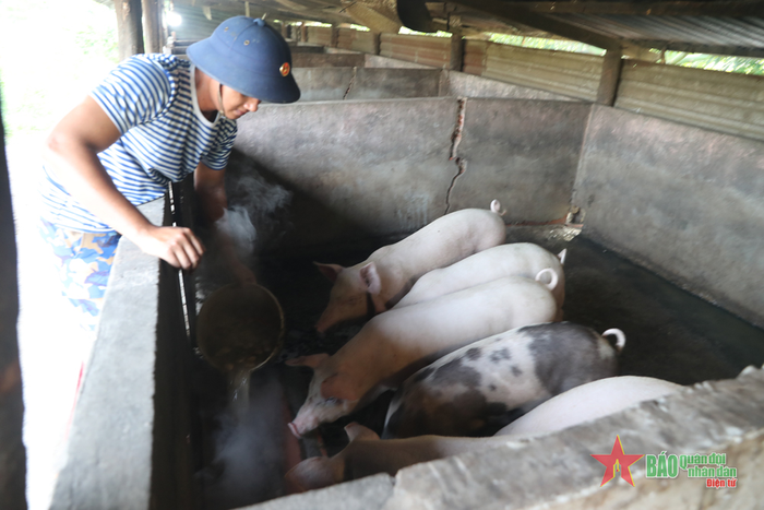 Đàn lợn của Tiểu đoàn là nguồn cung cấp thực phẩm siêu sạch cho cán bộ, chiến sĩ trong các bữa ăn hằng ngày.