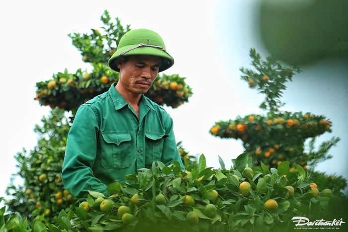 Theo anh Thạnh năm nay giá quýt lục bình, thỏi vàng, trái tim rẻ hơn mọi năm từ 2-3 triệu đồng so với mọi năm do thời điểm này kinh tế khó khăn lượng tiêu thụ cũng giảm mạnh.