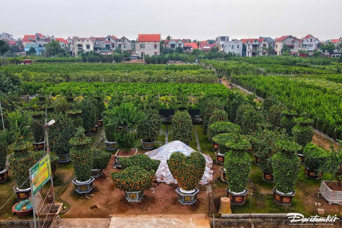 Để đáp ứng nhu nhu cầu chơi cây cảnh của người dân dịp Tết Nguyên đán, những nghệ nhân xã Liên Nghĩa, Văn Giang, Hưng Yên đang tạo ra hàng trăm chậu quýt lục bình khổng lồ, thỏi vàng, hình trái tim có giá hàng chục triệu đồng.