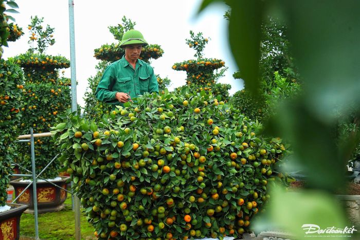 Từng cây quýt được anh Thạnh uốn nắn vô cùng tỉ mỉ để đưa ra thị trường vào dịp Tết.