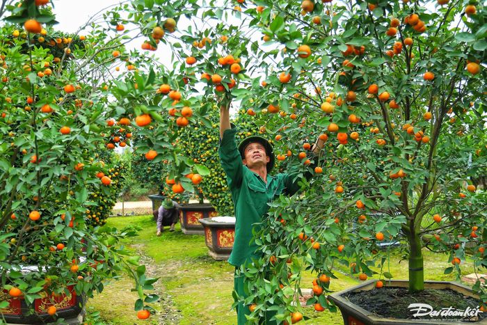 Có mặt tại vườn quýt lục bình khổng lồ nhà anh Nguyễn Văn Thạnh người trồng quýt lâu năm tại xã Liên Nghĩa chia sẻ, để tạo nhiều dáng thế thì cây quýt phải được trồng từ 4-5 năm có nhiều tay cành lớn, tán rộng.