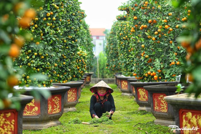 "Năm nay, giá quýt lục bình bán tại vườn mỗi cặp có giá từ 18-22 triệu đồng; quýt thỏi vàng có giá 12-15 triệu đồng; quýt trái tim có giá từ 10-16 triệu đồng", anh Thạnh chia sẻ.