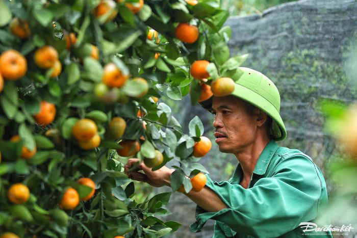 Thông thường thời gian tạo thế mỗi cây quýt lục bình mất từ 4 - 5 ngày.
