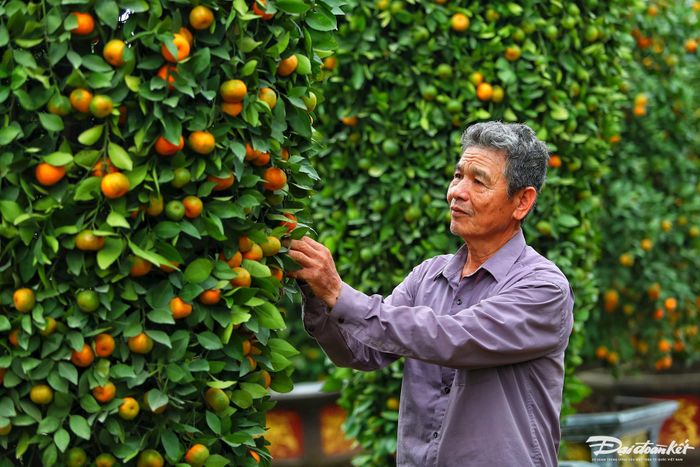 Một cặp quýt lục bình đẹp không chỉ đáp ứng tiêu chí cân đối về hình dáng, mà quả phải mọng, vàng, lá tươi xanh, có cả quả xanh và lộc non, thể hiện sự sinh sôi, phát triển thì mới có thể bán được giá cao.