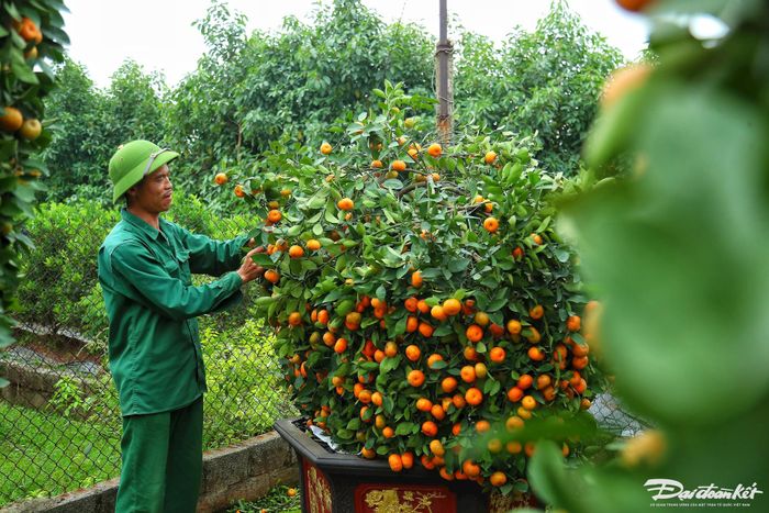 Cũng theo anh Thạnh, năm nay nhà vườn của anh có cho ra mắt thêm quýt thỏi vàng với ý nghĩa đem tài lộc đến cho gia chủ.