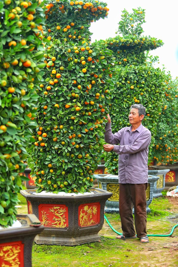 "Cây quýt lục bình có chiều cao khoảng 3,5m và đường kính 1,2m, dáng cân đối giống chiếc lục bình, có phần cành lộc vươn cao lên trên, thể hiện sự sung túc, thăng tiến. Vì vậy, quýt lục bình luôn thu hút được nhiều người đến tìm mua vào dịp Tết Nguyên đán", anh Thạnh cho hay.