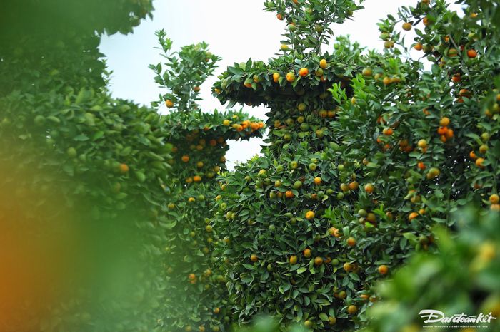 Do thời tiết chưa lạnh để quýt có hoa vào đúng dịp Tết vườn nhà anh Thạnh phải ép khô nước của cây và tưới nước 3 ngày một lần thì cây mới ra hoa.