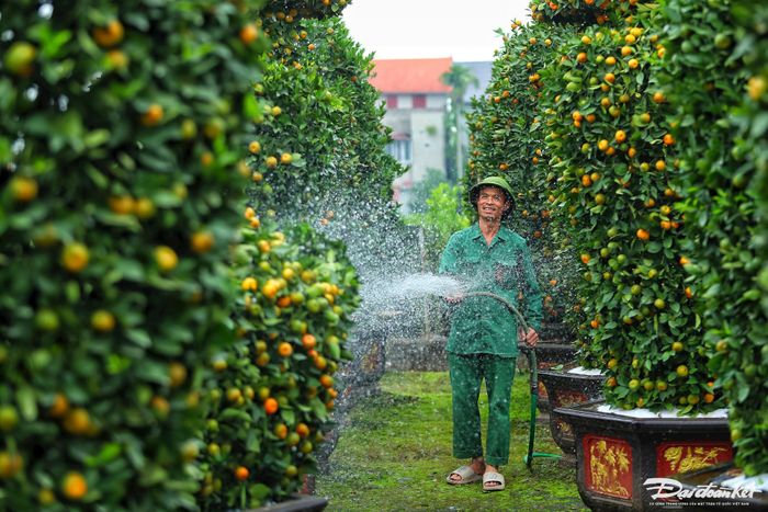 Anh Thạnh chia sẻ, thời tiết năm nay thất thường, mùa hè thì mưa ít còn mùa đông thì chưa lạnh khiến việc chăm quýt rất vất vả.