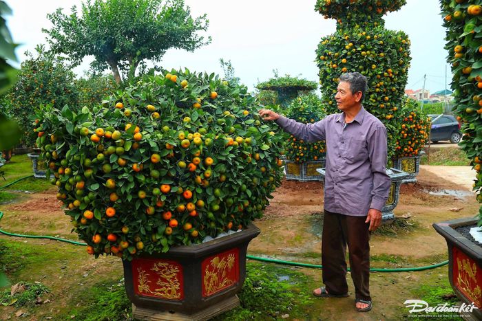 Hình ảnh cây quýt thỏi vàng có giá 12-15 triệu đồng.