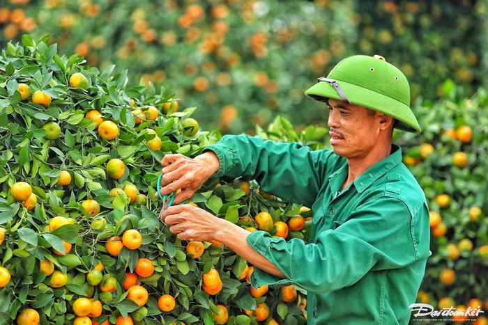 Từng cây quýt đều được anh Thạnh chăm chút tỉ mỉ.