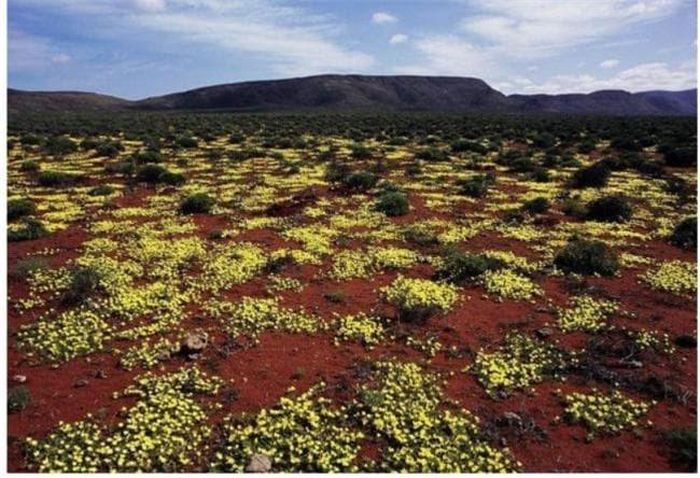Sa mạc Namaqualand