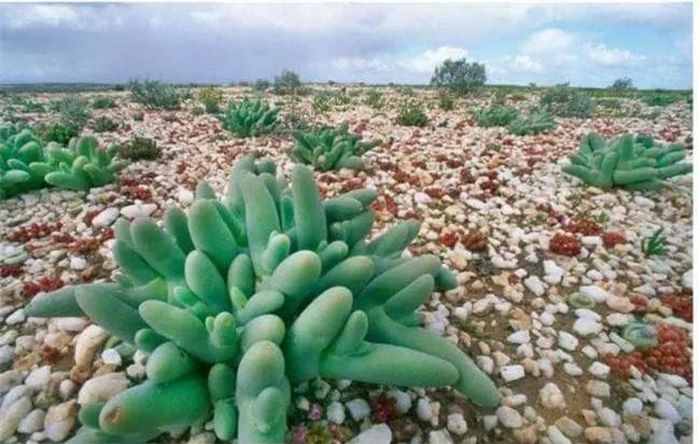 Sa mạc Namaqualand: Vương quốc của các loài sinh vật mọng nước hoang dã