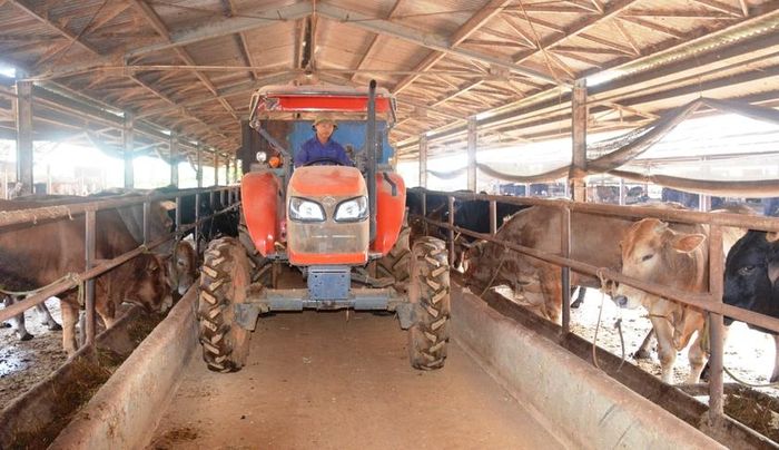 Thức ăn của bò được cung cấp qua hệ thống xe tự động rải vào bể chứa. Ảnh: V.H