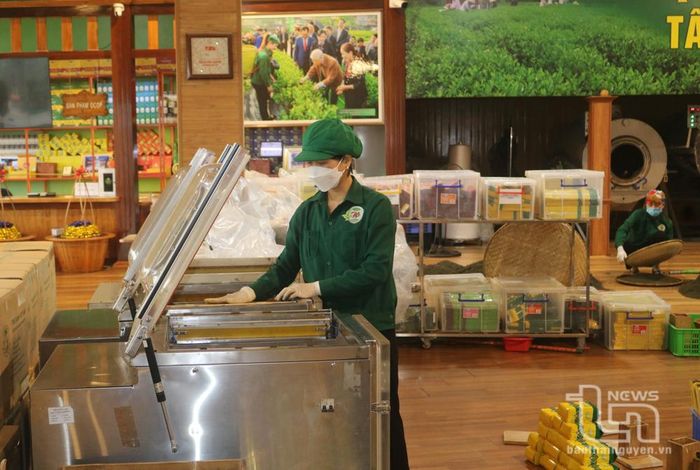 Toàn bộ sản phẩm của HTX Chè Hảo Đạt được đóng gói hút chân không.