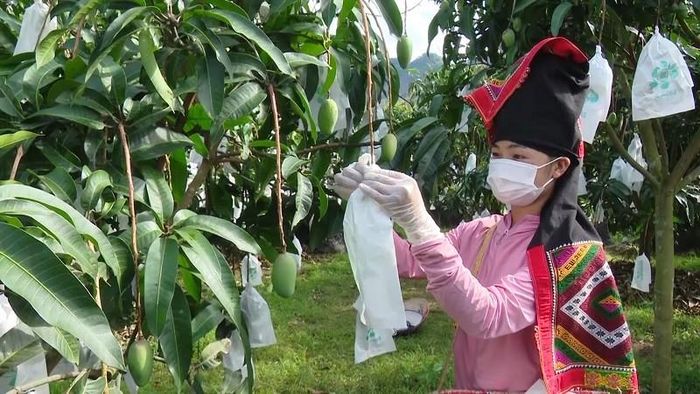 Hỗ trợ đưa giống cây trồng mới năng suất, giá trị kinh tế cao vào sản xuất cho đồng bào DTTS