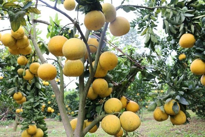 Nhiều mô hình sản xuất mang lại hiệu quả kinh tế cao.