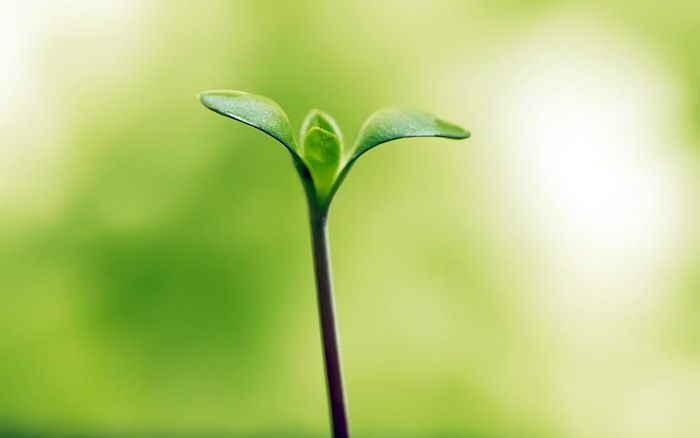 Đời luôn hé mầm vui