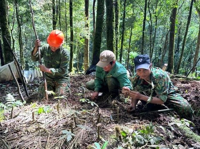 Huyện Tu Mơ Rông hiện trồng 1.700 ha sâm, trong đó người dân trồng 100 ha với khoảng 600 hộ tham gia.