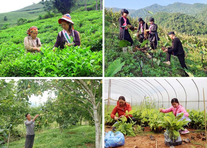 Phát triển sản phẩm nông nghiệp mang tính đặc trưng của địa phương. Ảnh: P.V