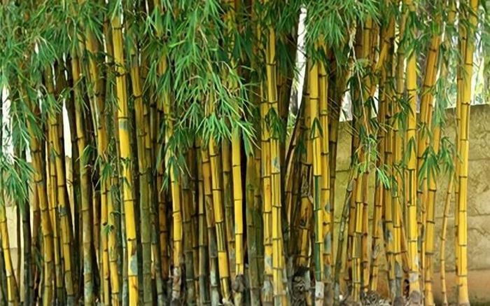 Ảnh minh họa. Nguồn: Internet