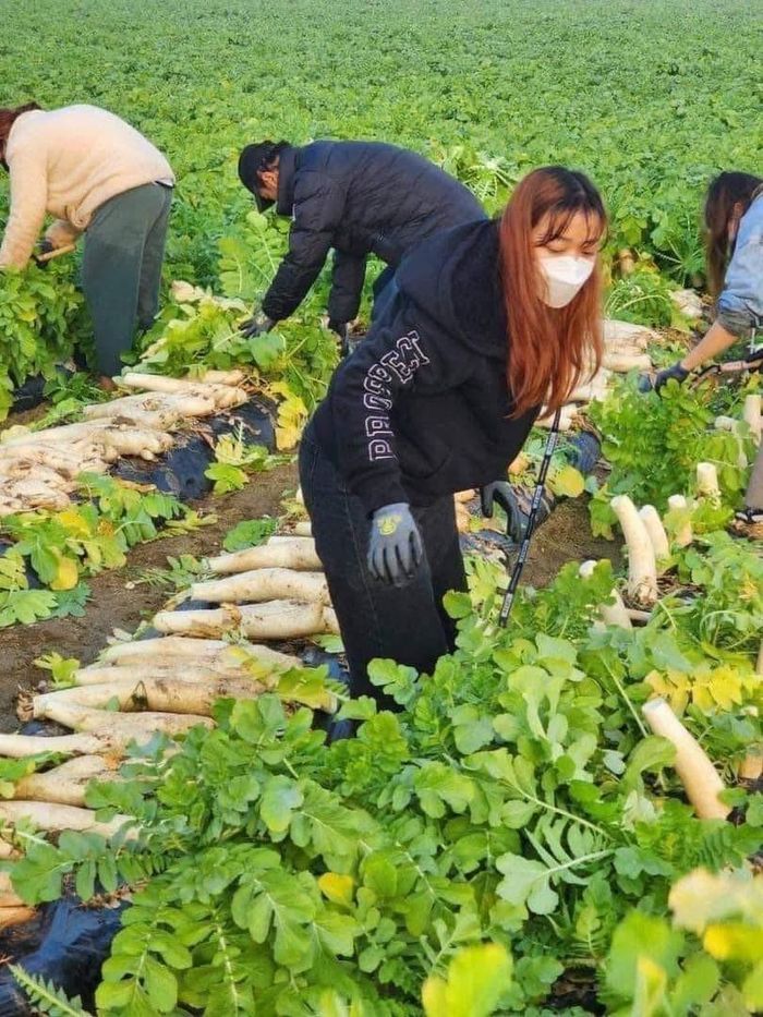 Chuyển đổi cây trồng của người dân tỉnh Trà Vinh đã mang lại hiệu quả kinh tế cao.