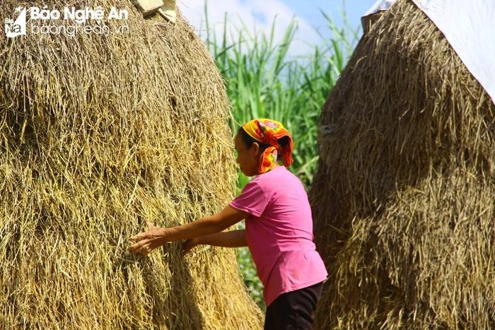 Hàng nghìn hộ dân ở Nghệ An 'xây' cây rơm chống đói cho trâu, bò khi ...