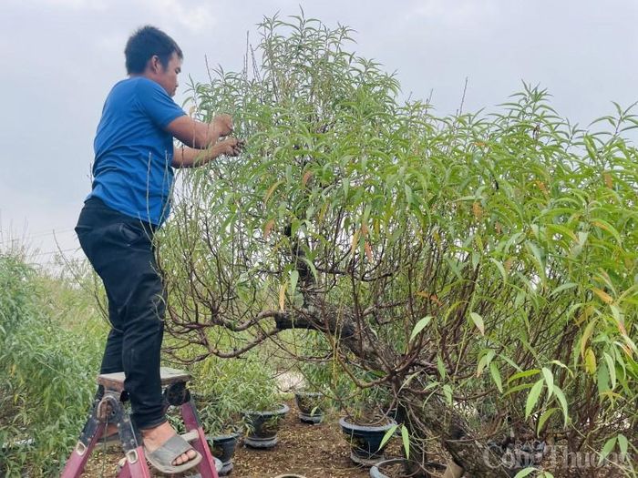 Nếu chưa thành thạo, nhà vườn cần tuốt từng lá đào để không ảnh hưởng đến các mầm nụ.
