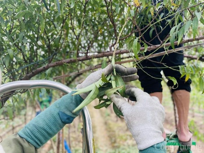 Thời tiết và bàn tay con người là yếu tố tác động để hoa nở