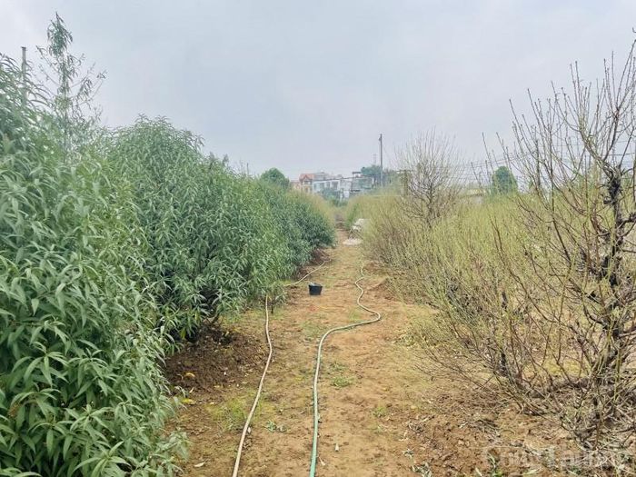 Đào sau khi tuốt là như được “thay áo mới” đón Tết.